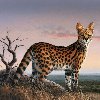 Cat Serval